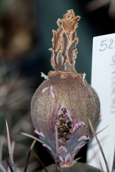 Gymnocalycium radekii